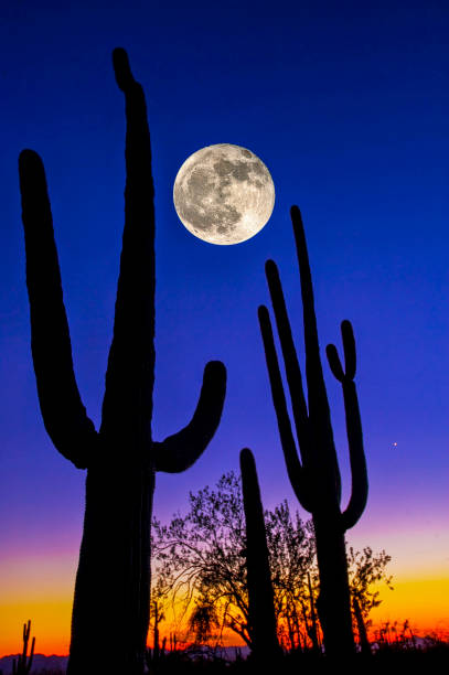 istock Saguaro Cactus, Tucson, AZ 1424002828