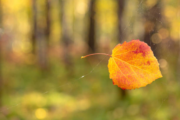 Autumn background with bright leaf in the foreground and abstract blurred forest in the background with copy space.