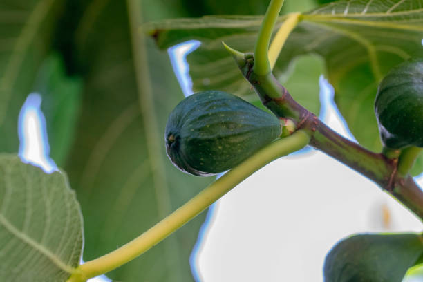 Close Up Figs On A Tree At Amsterdam The Netherlands Close Up Figs On A Tree At Amsterdam The Netherlands 20-8-2022 vijgenboom stock pictures, royalty-free photos & images