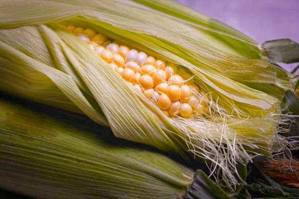 Delicious ear of corn unshucked. A close up photo of a partly opened ear of corn in a studio setting. maize unshucked cob stock pictures, royalty-free photos & images