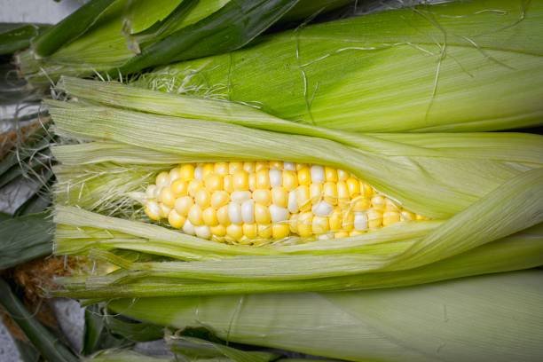 Opened carn cob on unshucked corn. A close up photo of a partly opened ear of corn in a studio setting. maize unshucked cob stock pictures, royalty-free photos & images