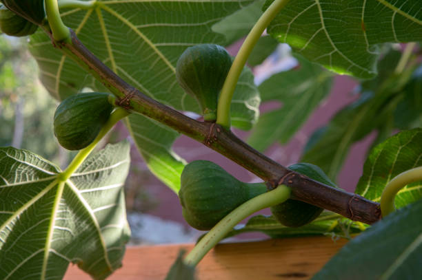 Close Up Of Figs On A Tree At Amsterdam The Netherlands Close Up Of Figs On A Tree At Amsterdam The Netherlands 22-8-2022 vijgenboom stock pictures, royalty-free photos & images