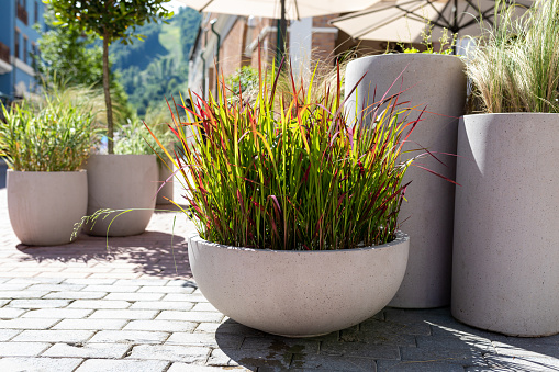 Gray cement-concrete flowerpots with decorative grass Imperata Cylindrica Red Baron on the terrace of a cafe with sunshades. Design, improvement of a recreation area in an urban environment