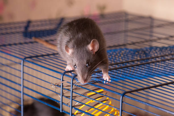 black rat on a cage stock photo