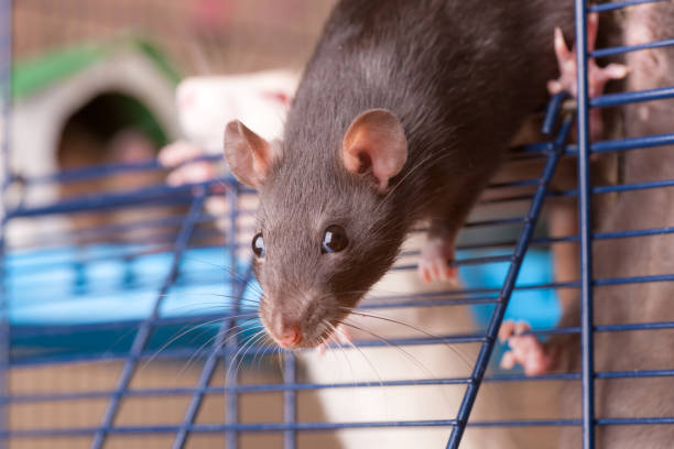 istock black rat of breed Dumbo 1424008530