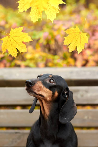 istock human hands hold an autumn maple leaf near a Dachshund dog 1424010666