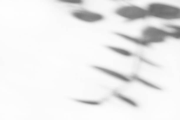 istock Falling abstract shadow from a plant on a light background. Copy space. The perfect backdrop for your presentation 1424010831