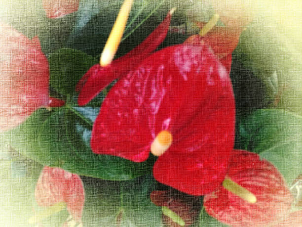 Flamingo flower (flamingo lily, flamant rose, laceleaf, anthurium, tailflower, anthure, painter’s palette, tail flower, lacquer anthurium, boy flower, oilcloth flower, grosse flamingoblume, anturio de flor) is the generic name for the plants belonging to the arum family (Araceae, often colloquially known as aroids). la flor del lirio flamenco (anthurium), comúnmente llamada flor es una inflorescencia, y consiste en una colorida espata coriácea brillante que rodea o subtiene un espádice central en forma de varilla que lleva numerosas flores bisexuales diminutas.