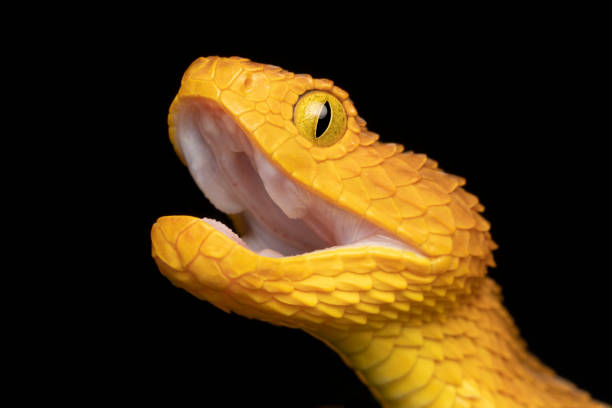 istock Profile close-up of a venomous Bush Viper snake (Atheris squamigera) 1424011550