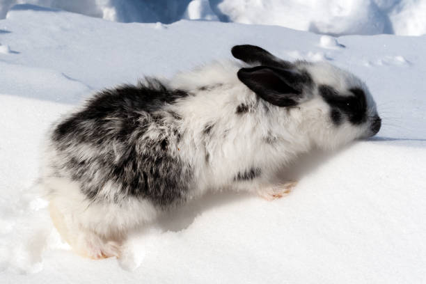 istock 29 day old rabbits. A motley rabbit slinks through the snow. 1424012278