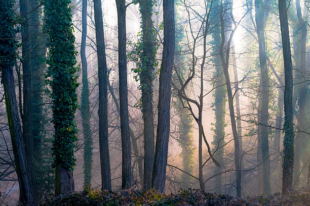 En el bosque de niebla - foto de stock