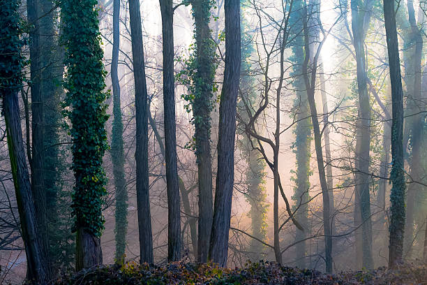Neblina em uma floresta - foto de acervo