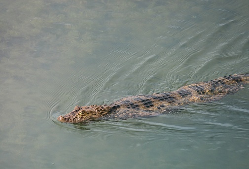 A young Broad-snouted Caiman (jacaré-de-papo-amarelo) swimming in a reservoir of pluvial water in Parnamirim, Rio Grande do Norte, Brazil.