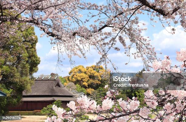 Blooming Sakura Trees In Koishikawa Korakuen Garden Okayama Japan Japanese Hanami Festival Stock Photo - Download Image Now