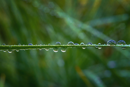 Grass leaf horizontally with colored drops on it, blurred natural background