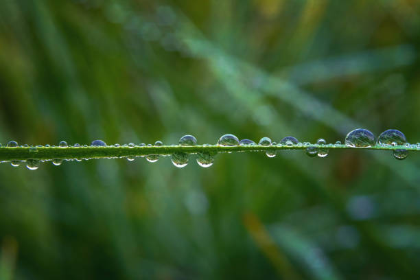 Grass leaf horizontally with colored drops on it, blurred natural background Grass leaf horizontally with colored drops on it, blurred natural background in the center stock pictures, royalty-free photos & images