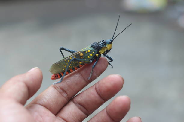Ghost grasshopper Closeup view of an aularcher or ghost grasshopper perching on the finger of a person poisonous grasshopper pictures stock pictures, royalty-free photos & images
