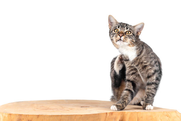istock Small cat on a wooden slice. 1424019506