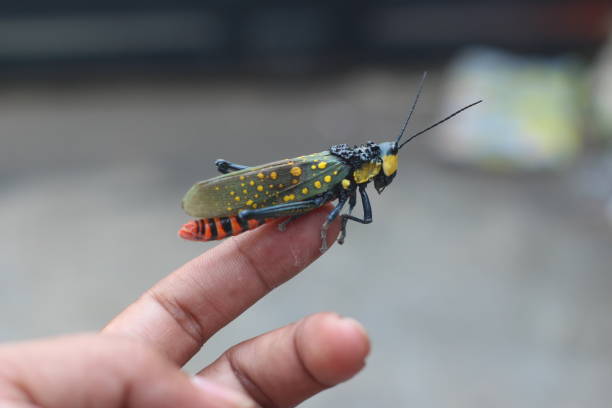 Ghost grasshopper Closeup view of an aularcher or ghost grasshopper perching on the finger of a person poisonous grasshopper pictures stock pictures, royalty-free photos & images