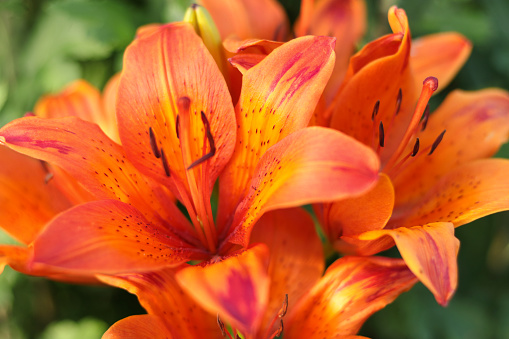 Oriental lily in flower bed in the garden