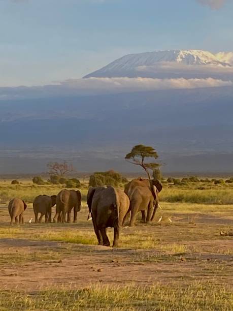 istock Herd of elephants and Kilimanjaro 1424020811