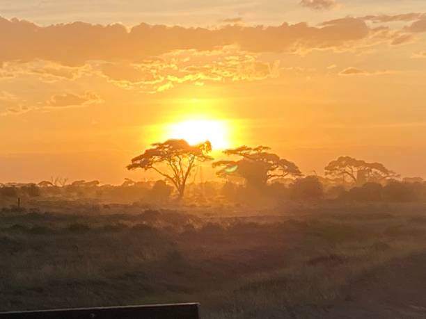 istock Sunset in African savanna 1424020820