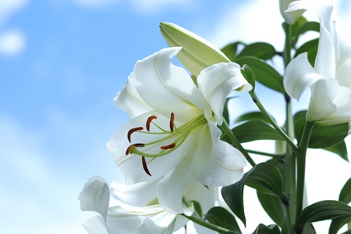 Easter Lily Pictures | Download Free Images on Unsplash