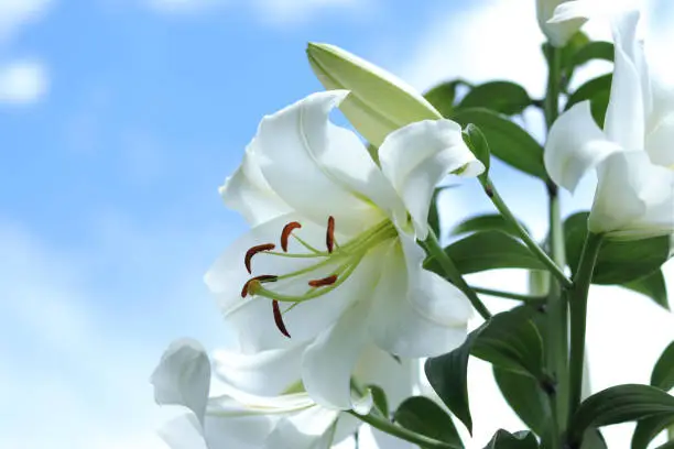 Photo of White Madonna Lily. Lilium Candidum flower on blue background. Easter Lily flowers greeting card with copy space. Valentines day. Mothers day. Liliaceae. White Lilium Longiflorum with dewdrops