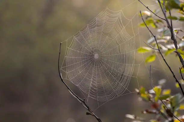 Photo of Spider web with dew