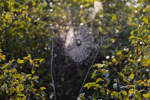Close-up of Morning Dew Water Droplets on Spiderweb