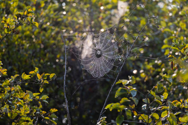 Spider web with dew stock photo