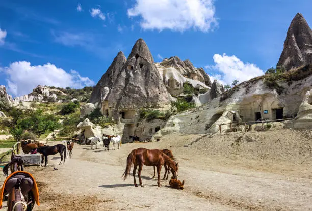 Horses  animals in mountain rock landscape. Cappadocia, Turkey, Goreme