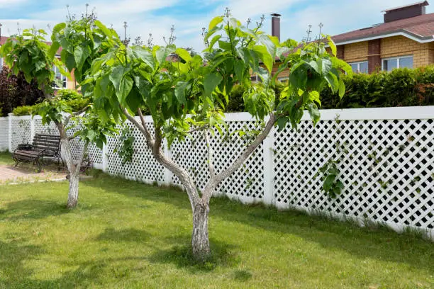Catalpa ornamental trees planted along a white plastic fence. Landscaping of the house territory