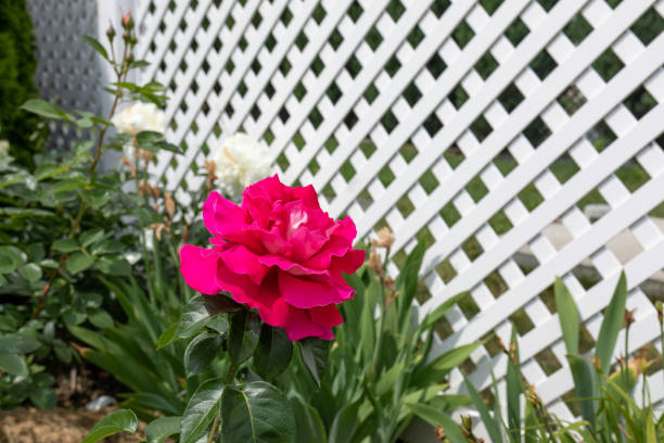 grande rose rouge près d’une clôture en plastique blanc - garden fence audio photos et images de collection