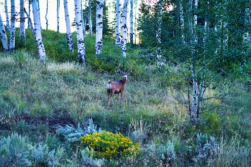 Mule Deer Male Stag with Antlers in Sage Meadow - Animal with large rack grazing in mountain meadow.