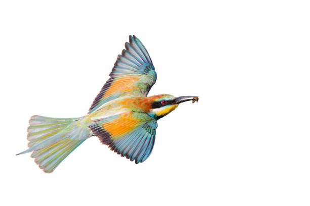 istock bird of paradise flying isolated on white background 1424028080