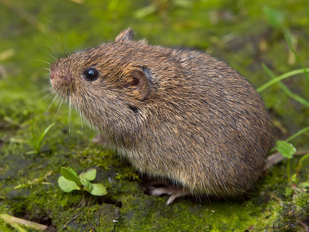 field ostschermaus (microtus agrestis - mouse rodent animal field mouse stock-fotos und bilder