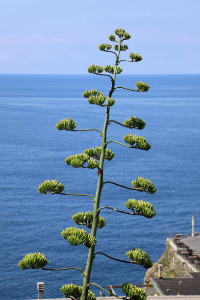 미국 용설란 식물의 꽃 - agave italy aloe sea 뉴스 사진 이미지