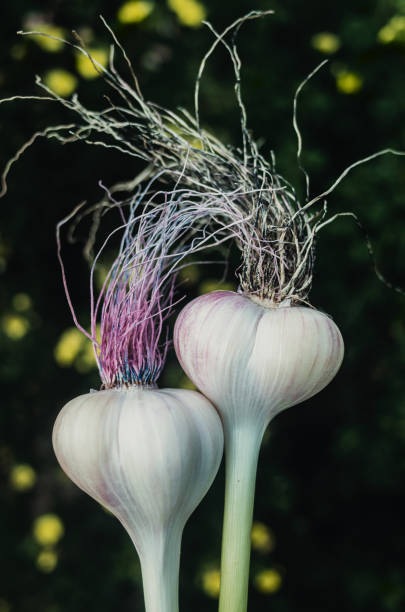 ail sous la forme d’une tête humaine aux cheveux longs. coiffure élégante à la mode. concept de bannière publicitaire de salon de coiffure ou d’alimentation saine tendance - polish bread photos et images de collection