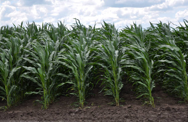 istock Crops of hybrid maize 1424031416