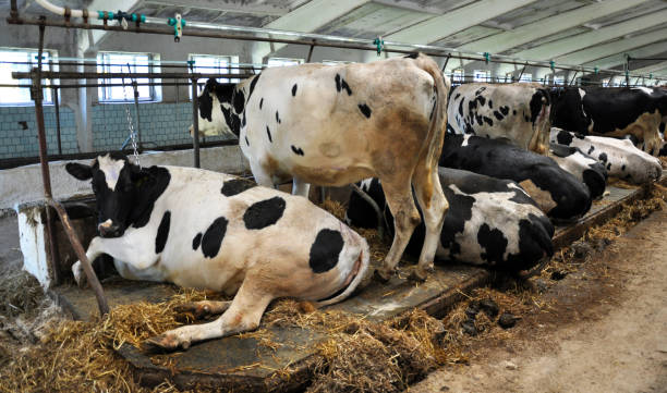 istock Dairy cows in the stables room_2 1424031427