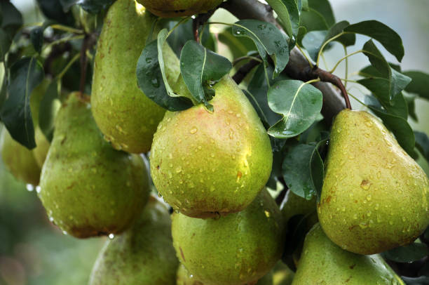 istock Pears on a branch of a tree 1424031453