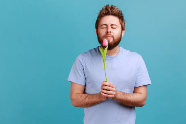 Man in blue T-shirt standing, holding rose tulip flower, smelling and enjoying with closed eyes. Portrait of romantic handsome young adult bearded man standing, holding rose tulip flower, smelling and enjoying with closed eyes. Indoor studio shot isolated on blue background. man flower stock pictures, royalty-free photos & images