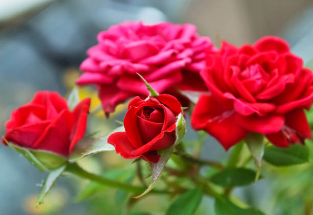 blooming red and pink flowers - spring garden - nature background