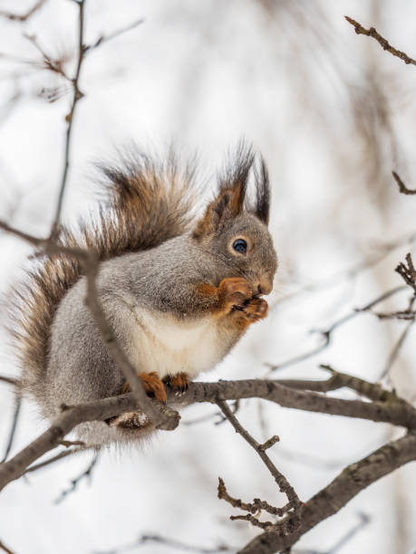 istock The squirrel with nut sits on tree in the winter or late autumn. 1424033019