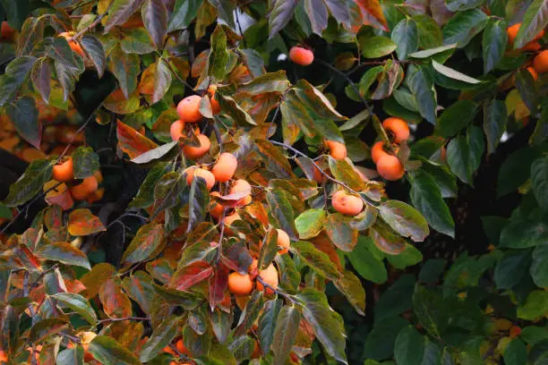 Persimmon tree full of ripe fruit. Selective focus.