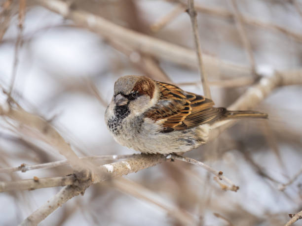 istock Sparrow sits on a branch without leaves. 1424034239