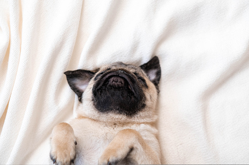 Top view cute funny pug dog lying on back on bed at home, domestic pets, resting, relaxation