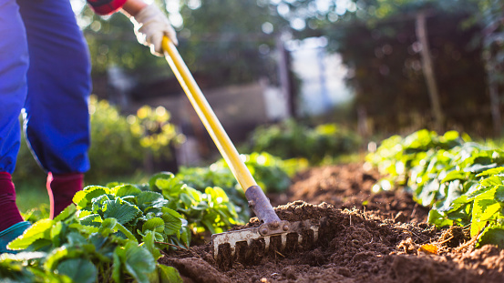 Farmer cultivating land in the garden with hand tools. Soil loosening. Gardening concept. Agricultural work on the plantation.