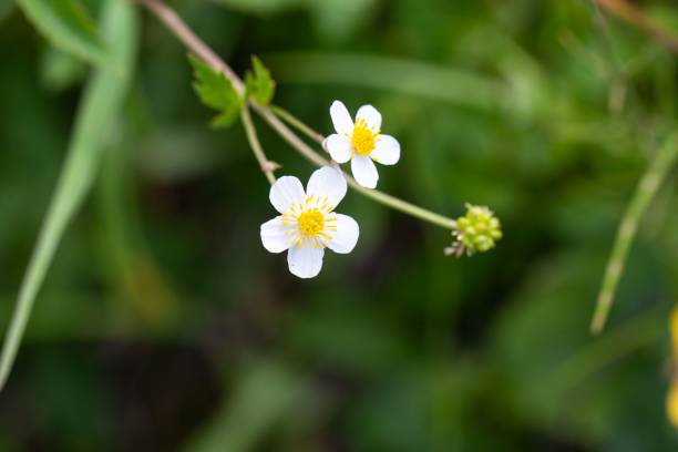 istock Large white buttercup, Ranunculus platanifolius 1424036618